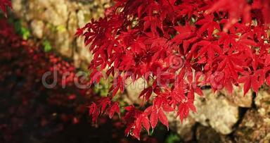 京都樱花区恩口寺传统公园的红叶中镜头